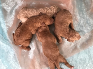 Labradoodle Breeders Iowa- Red F1b Labradoodles- Just Born